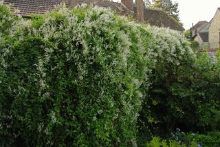 Rdestówka bucharska (rdestówka Auberta)