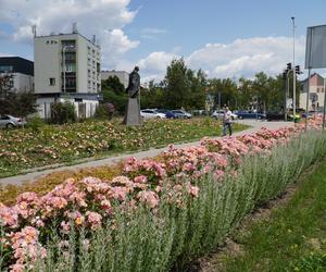 Nowe kwiaty i rośliny w Kielcach. Zobacz jak wyglądają