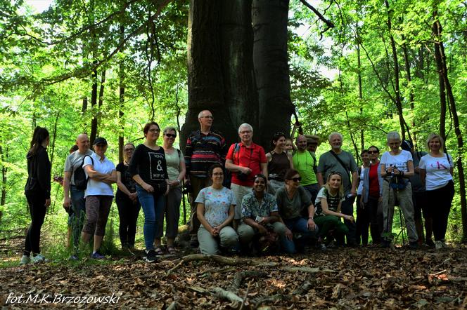 Społecznicy zorganizowali się, by ochronić drzewa przed wycinką