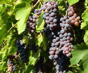 Winogrona w ogrodzie: pielegnacja winorosli