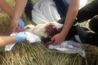 Hucisko: Ranny bocian uratowany, młodymi zaopiekują się pracownicy gminy