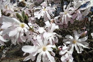 Magnolia gwiaździsta - kwitnąca gwiazda wiosennego ogrodu. Jak szybko rośnie? Kiedy kwitnie?