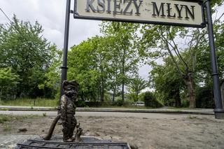 Koty zadomowiły się na… Kocim Szlaku. Atrakcja Księżego Młyna nie tylko dla najmłodszych