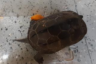 Żółw znaleziony przez mieszkańców jednego z bloków w Międzylesiu 