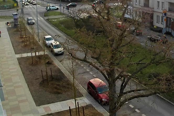 Drzewa powróciły na aleję Bohaterów Warszawy