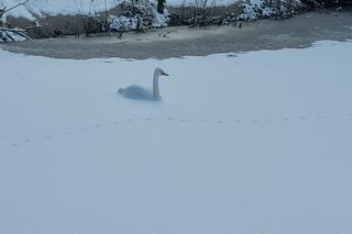Przymarznięte łabędzie i kaczki w stawie. Strażacy ruszyli na pomoc. Zwierzęta były... sztuczne
