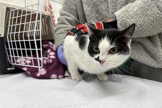 Zwierzęta uratowane z Toruńskiej Kociej Straży