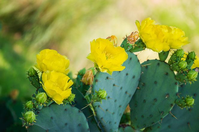 Opuntia humifusa