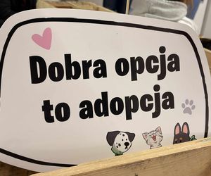 Akcja adopcyjna Fundacji Dobre Ludki w Grudziądzu