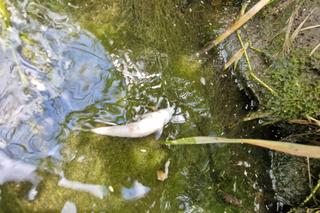 Zatruta rzeka Wilga w Krakowie