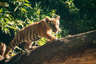 Ambasador Indonezji nadała imię młodej tygrysicy z wrocławskiego zoo