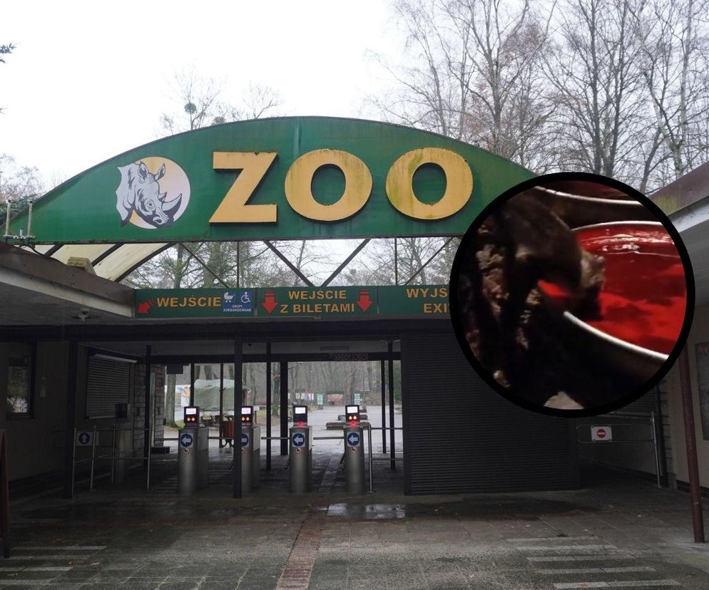 Nietoperz z poznańskiego zoo