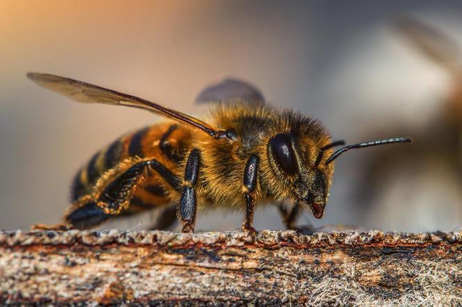 20 maja obchodzimy Dzień Pszczół