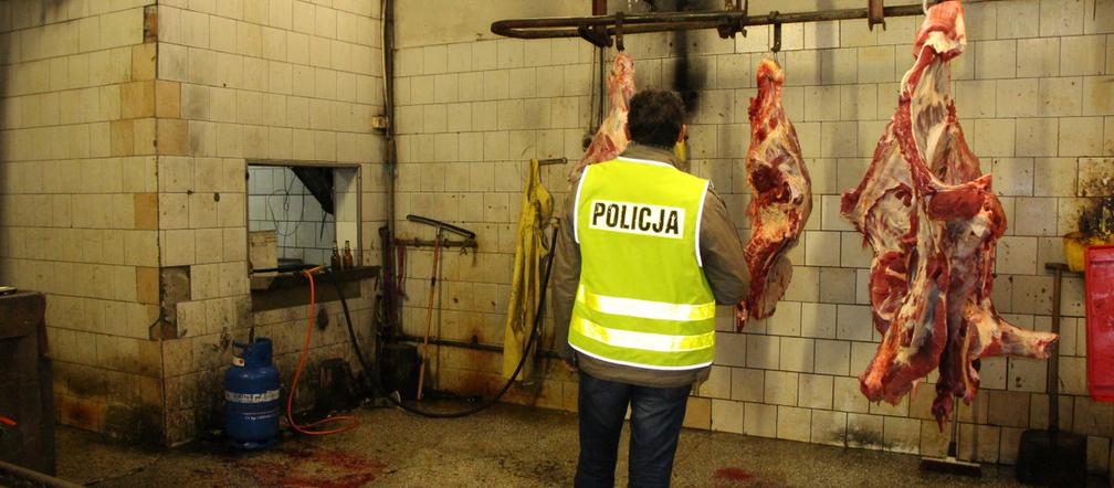 Nielegalna ubojnia w Koronowie