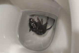 Plaga szczurów we Wrocławiu