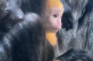 Lutung jawajski w gdańskim zoo