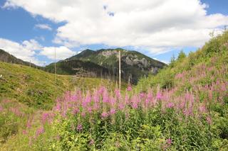 Wierzbówka kiprzyca