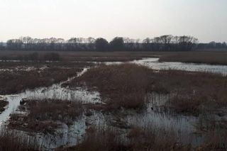 Rozlewiska Narwi w okolicach Kruszewa