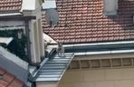 Pies biegał po dachach w Warszawie