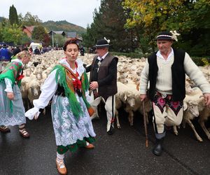 Owce opanowały Szczawnicę. Tak wyglądał redyk jesienny w małopolskim uzdrowisku