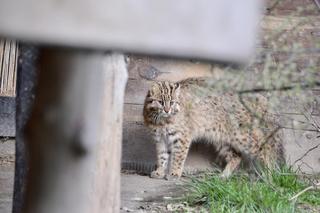 Zoo w Wojciechowie wybudziło się z zimowego snu. Sprawdźcie nowości