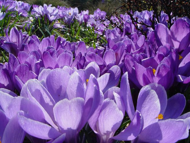 Krokus