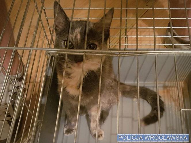 Wrocławianka odzyskała kotkę skradzioną przez włamywaczy