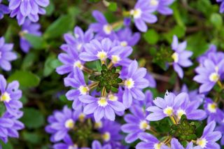 Scewola - Scaevola aemula