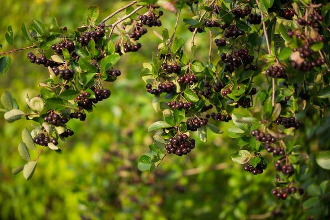 Aronia czarna