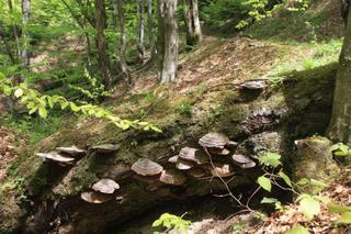 Nowe rezerwaty przyrody na Podkarpaciu 