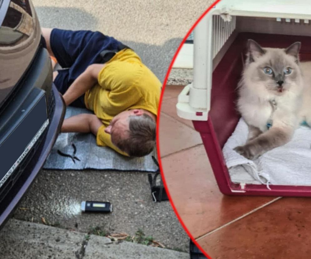  Olkusz. Zaginiona kotka Blue odnaleziona w Chorwacji. Przejechała w zderzaku ponad 1 000 kilometrów 