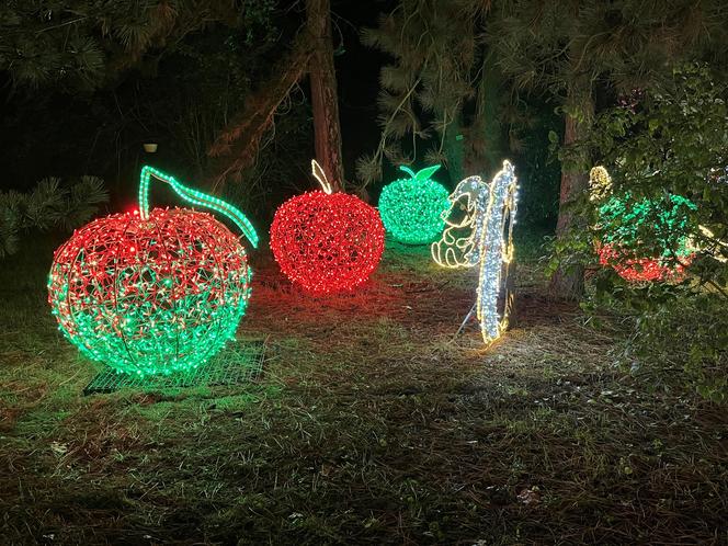 Lumina Park w Poznaniu. Multimedialny spacer w milionie świateł powraca w nowej odsłonie