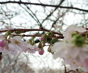 Wiśnia japońska na Jasnych Błoniach obsypała się kwiatami