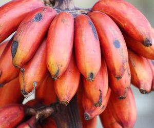 Zdrowsze niż żółte. Jeśli znajdziesz je w sklepie, kup koniecznie, bo to witaminowa bomba