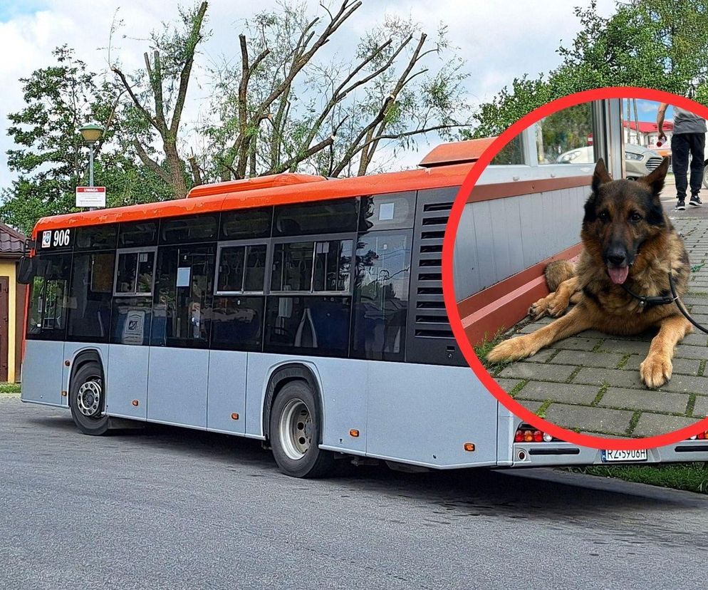 Kierowca autobusu w Rzeszowie potrącił psa z premedytacją? Spółka tłumaczy się z zajścia 