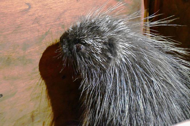 Baby boom w poznańskim zoo! Na świat przyszedł urson