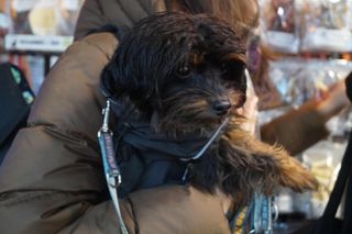 Targi dla Zwierzaków w Bydgoszczy, czyli święto miłośników czworonogów i ich pupili!