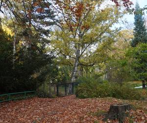 Park Wilsona jesienią
