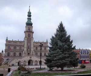 Piękna, zielona i żywa. Choinka zdobi już Rynek Wielki w Zamościu