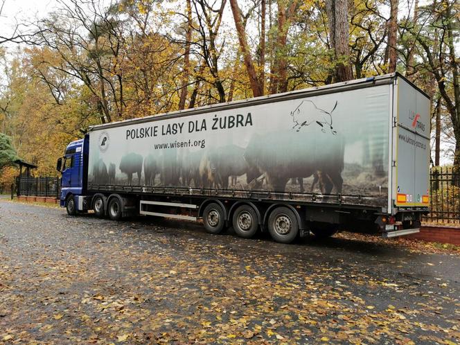 Żubr z Gołuchowa trafił do Hiszpanii 