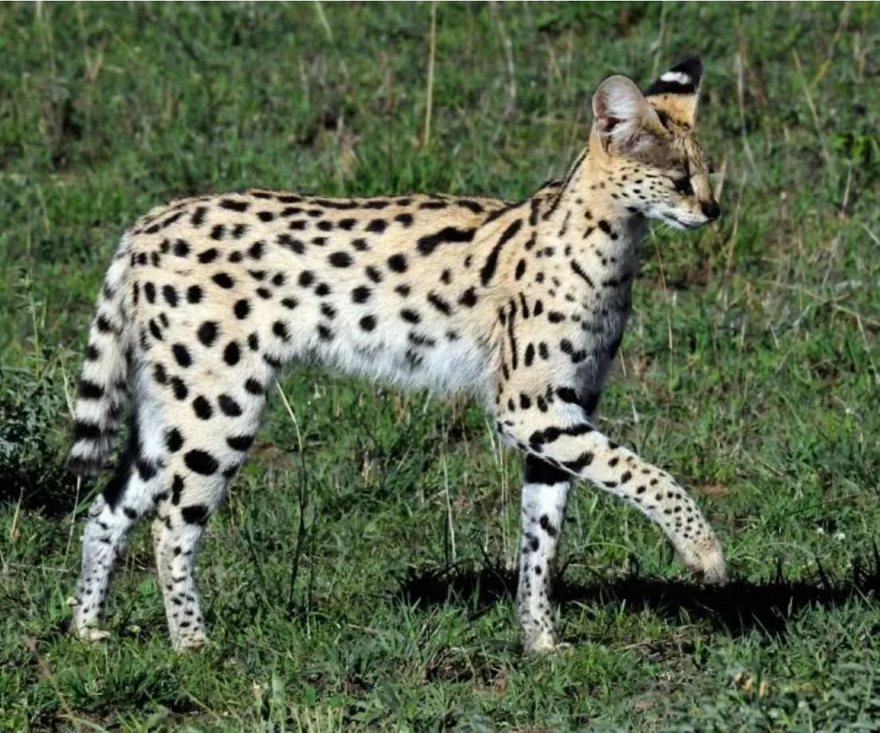 Serwal saharyjski