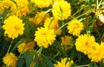 Rudbekia naga
