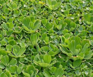 Pistia rozetkowa 