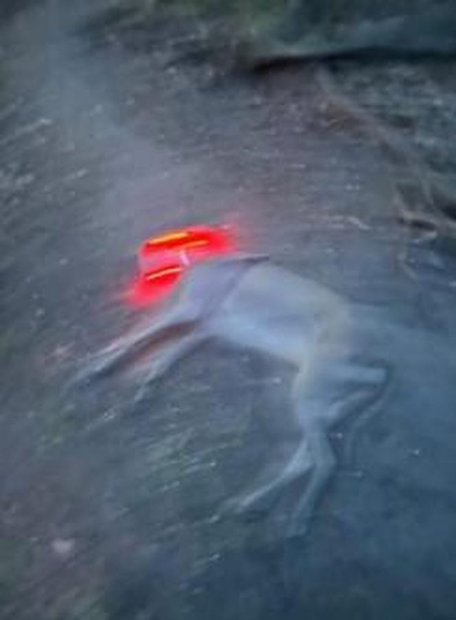 Przejechali mu psa oplem. "Zabili moją Sunię"