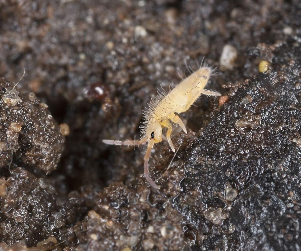 Małe, białe robaczki w ziemi? To muszą być skoczogonki