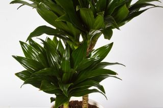 Dracena deremeńska - Dracaena deremensis