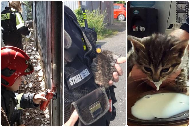 Strażnicy miejscy uratowali małego kotka