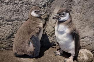 W chorzowskim ZOO na świat przyszły dwa pingwinki! 