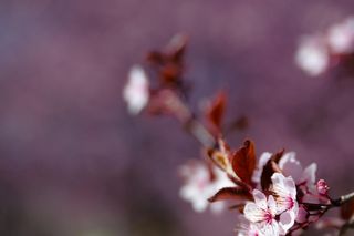 Kwitnąca wiśnia na Bemowie