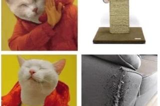 Koty opanowały internet! Memy z mruczkami bawią do łez [TOP 45]